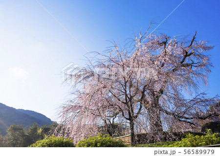 京都　円山公園の枝垂れ桜 56589979