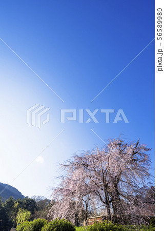 京都 円山公園の枝垂れ桜 京都 円山公園の枝垂れ桜 56589980