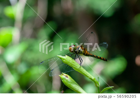 夏のトンボ 56590205