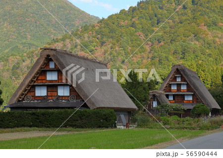 白川郷の合掌造りの家々 56590444