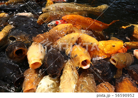 鯉の餌やりの写真素材