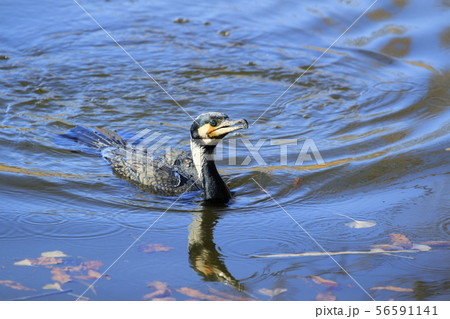 泳ぐカワウ(川鵜) 泳ぐカワウ(川鵜) 56591141