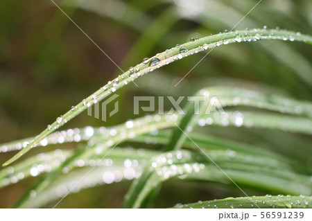 water drops on the green grass growing in a garden water drops on the green grass growing in a garden 56591239