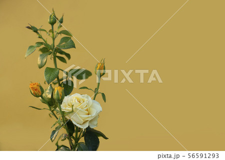 Yellow rose with several buds on an isolated yellow background Yellow rose with several buds on an isolated yellow background 56591293