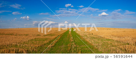 The field after harvesting in sunny day. 56591644