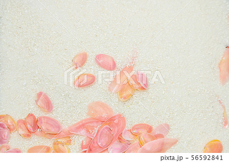 サクラガイ 56592841