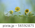 ヒマワリ 56592875