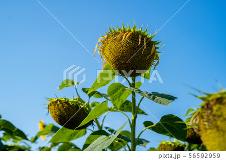 Sunflower after flowering on the field big Sunflower after flowering on the field big 56592959