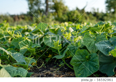 Field growth cucumber greens healthy nutrition sprouts 56592961
