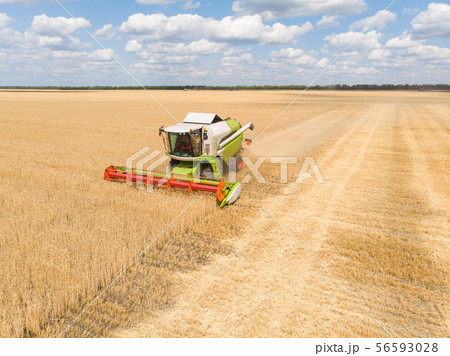Harvesting of wheat in summer. Combine harvester agricultural machine collecting golden ripe wheat 56593028