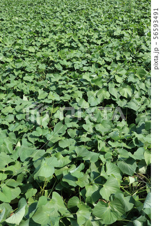 さつまいも畑 茨城県ひたちなか市の写真素材