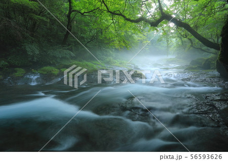 朝霧漂う菊池渓谷No.1 朝霧漂う菊池渓谷No.1 56593626