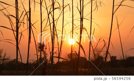 草原を染める夕日 56594256