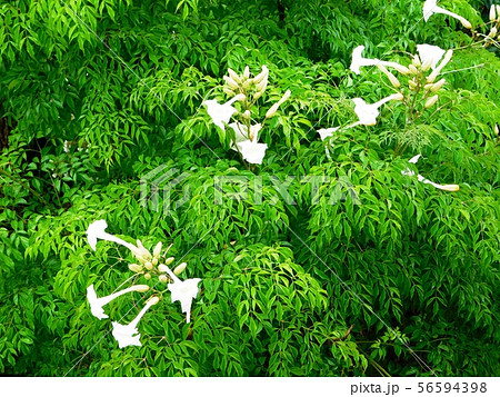 白い大きな花をつけたステレオスペルマムの木の写真素材