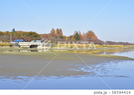 伊佐沼の風景 伊佐沼の風景 56594414