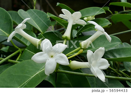 マダガスカルジャスミンの白い花の写真素材