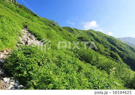 北アルプス笠ヶ岳への道　小池新道　鏡平から弓折岳への登り 56594625