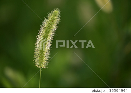 エノコログサ・ねこじゃらし エノコログサ・ねこじゃらし 56594944