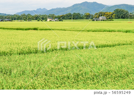 夏の田園風景 (8月) 夏の田園風景 (8月) 56595249