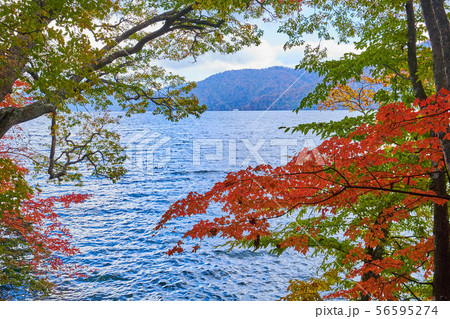 秋の日光中禅寺湖西岸 冠石と熊窪の中間地点の紅葉 秋の日光中禅寺湖西岸 冠石と熊窪の中間地点の紅葉 56595274