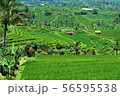 バリ島のライステラス：ジャティルイ 56595538