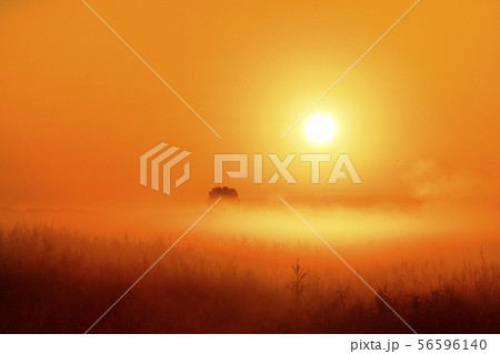 渡良瀬遊水地の葦原に日の出と朝霧と朝焼け 56596140