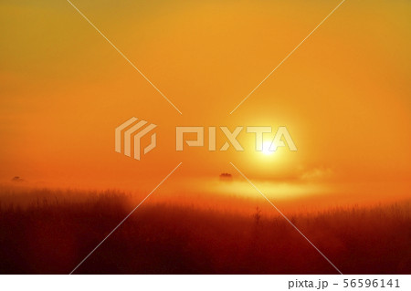 渡良瀬遊水地の葦原に日の出と朝霧と朝焼け 56596141