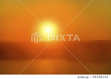 渡良瀬遊水地の葦原と池に日の出と朝霧と朝焼け 56596142