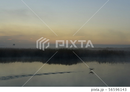 渡良瀬遊水地の葦原に朝霧と朝焼け 56596143
