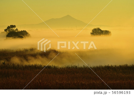 渡良瀬遊水地の葦原に朝霧と筑波山に朝焼け 渡良瀬遊水地の葦原に朝霧と筑波山に朝焼け 56596193