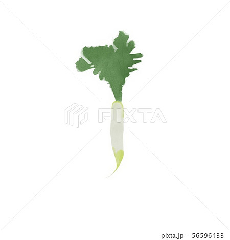 大根　水彩画 56596433