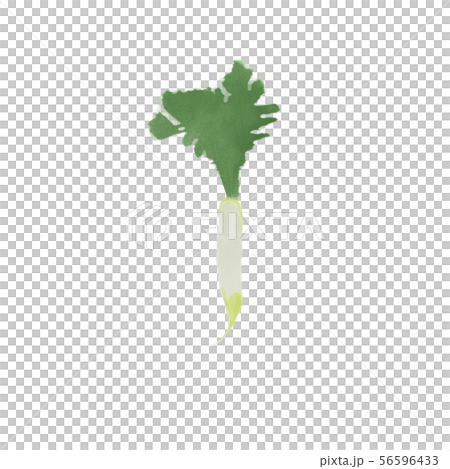 Radish watercolor painting 56596433