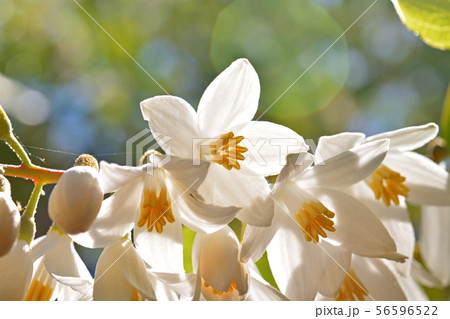 樹木：ハクウンボク　エゴノキ科 56596522