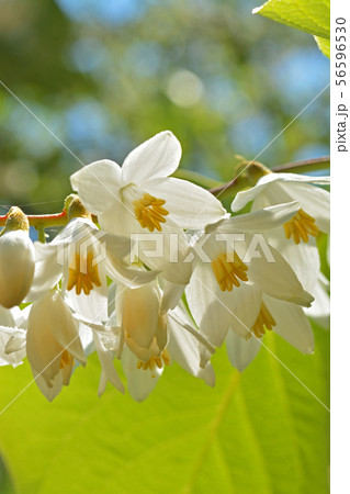 樹木：ハクウンボク　エゴノキ科 56596530