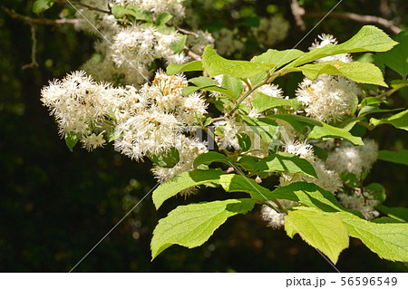 樹木：サワフタギ　ハイノキ科 56596549