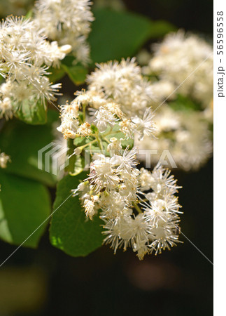 樹木：サワフタギ　ハイノキ科 56596558