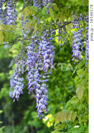 樹木：フジ　マメ科 56596578