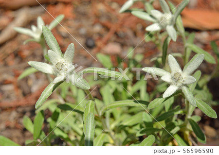 植物:エゾウスユキソウ キク科 植物:エゾウスユキソウ キク科 56596590