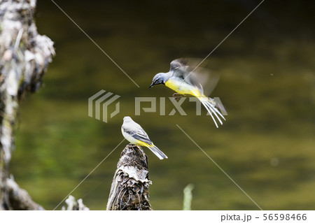 キセキレイ親子 56598466