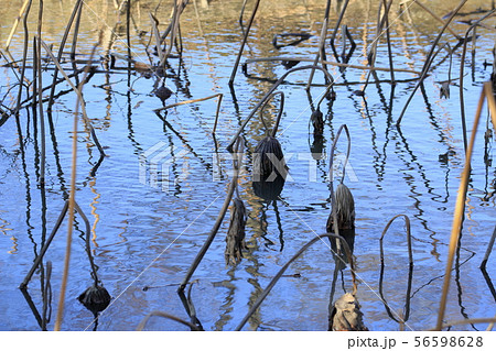 枯れたハスと青空の映り込み 56598628