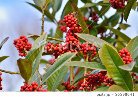 冬のタラヨウの樹 雌木 の複数の赤い実を撮影した写真の写真素材