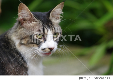 ベロ出し猫ちゃん 56598734