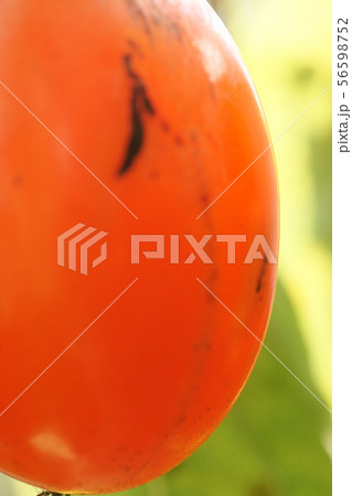 鳥取 四季の散歩 秋 柿 鳥取 四季の散歩 秋 柿 56598752