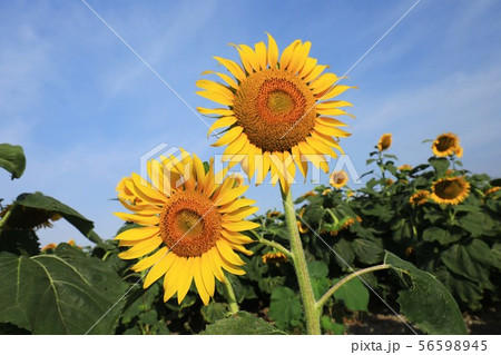 ひまわり2768 ひまわり2768 56598945