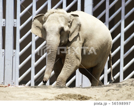 円山動物園のアジア象 円山動物園のアジア象 56598997