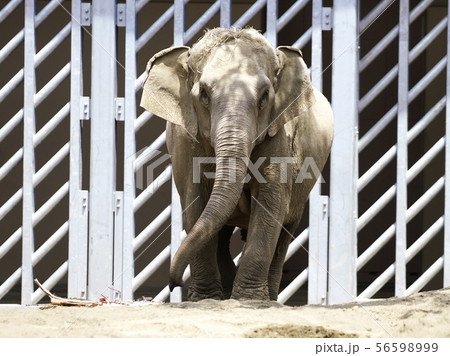 円山動物園のアジア象 56598999