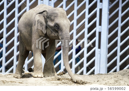 円山動物園のアジア象 円山動物園のアジア象 56599002