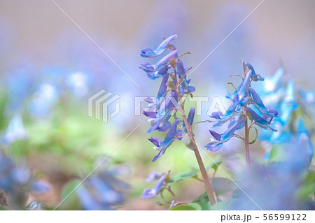 爽やかに咲き誇るエンゴサク 56599122