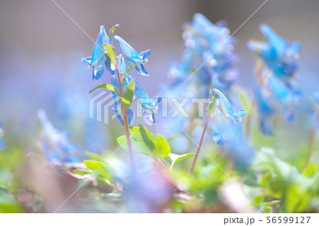 爽やかに咲き誇るエンゴサク 56599127