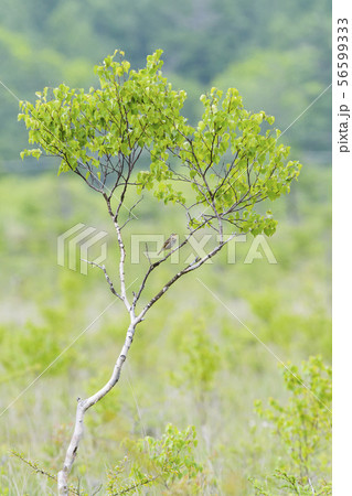 白樺の木で囀るビンズイ 白樺の木で囀るビンズイ 56599333